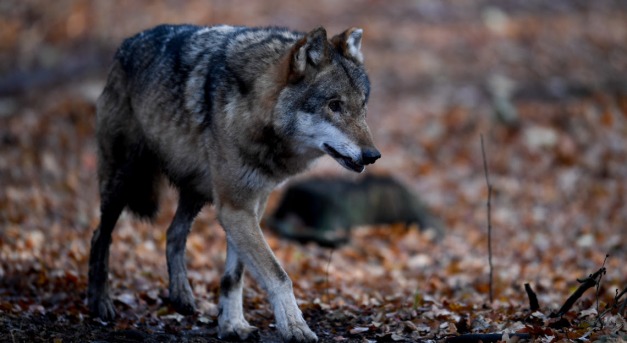 Farkasokat irthatnak illegálisan a Bükkben